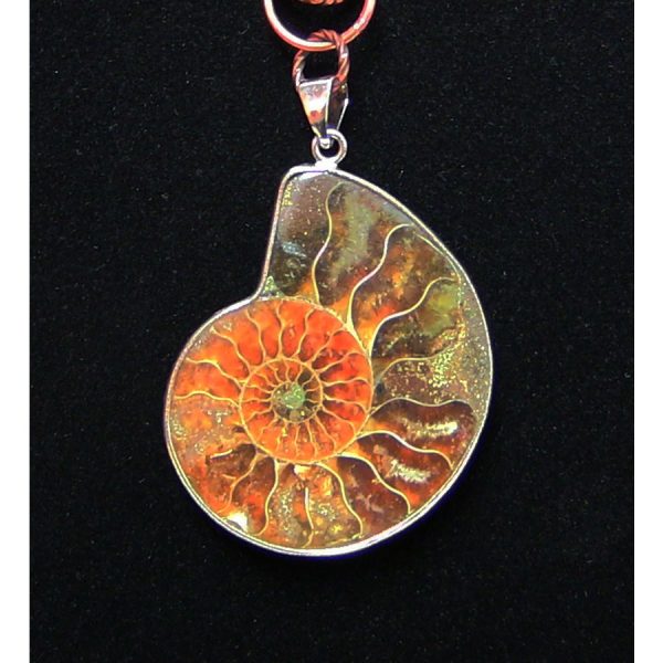 Nautilus Fossil Necklace - Image 4