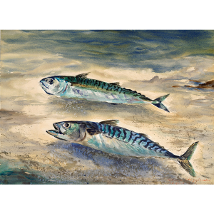 Two Tinker Mackerel