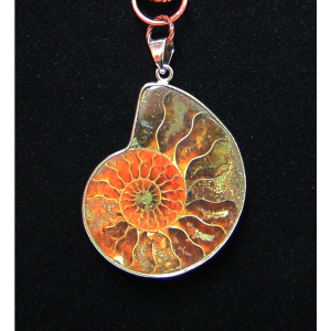 Nautilus Fossil Necklace - Image 3